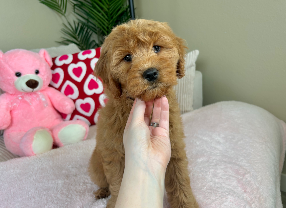 Cute Mini Goldendoodle Poodle Mix Pup