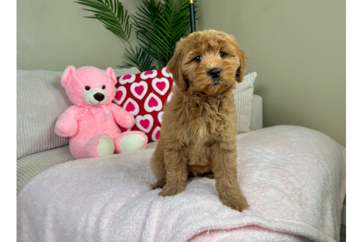 Mini Goldendoodle Pup Being Cute