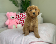 8 week old Mini Goldendoodle Puppy For Sale - Lone Star Pups