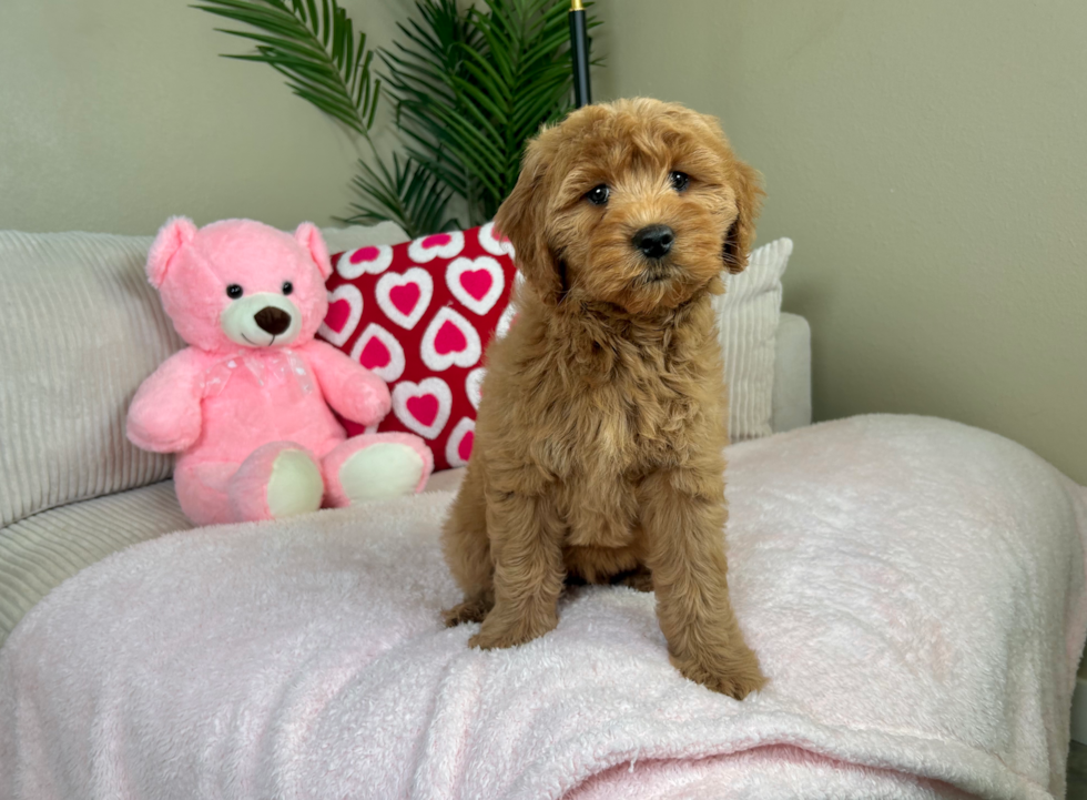 Mini Goldendoodle Pup Being Cute