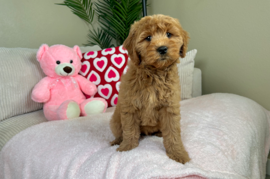 Mini Goldendoodle Pup Being Cute