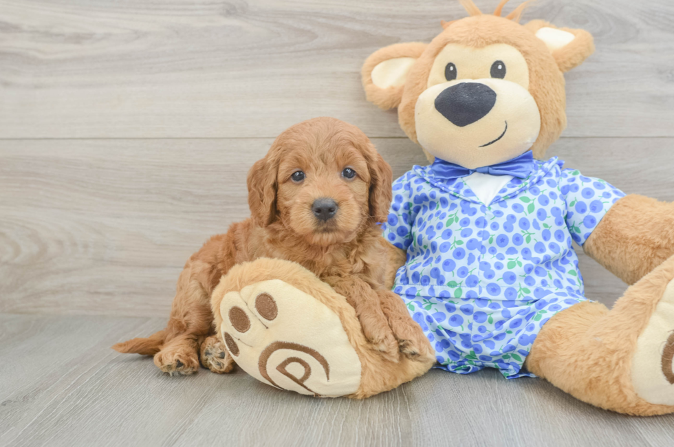 6 week old Mini Goldendoodle Puppy For Sale - Lone Star Pups