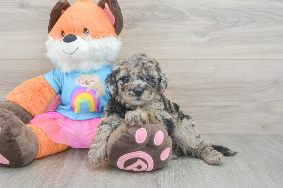 6 week old Mini Goldendoodle Puppy For Sale - Lone Star Pups