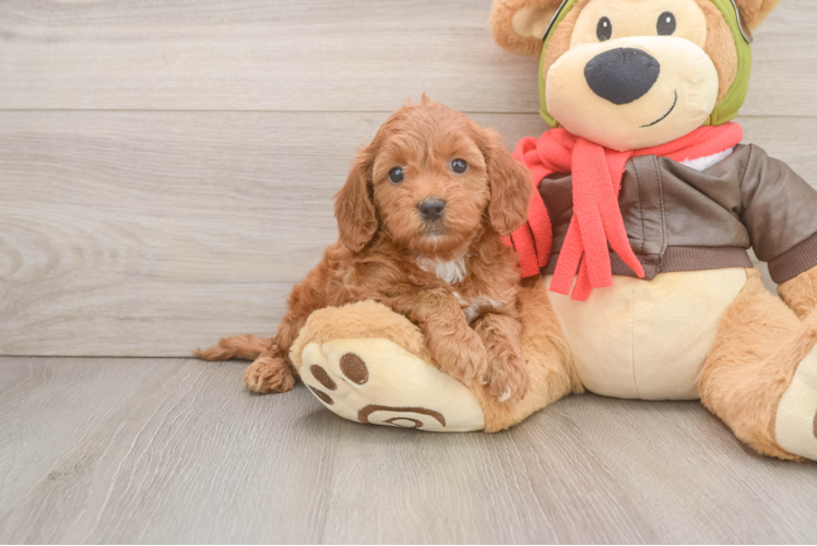 Mini Goldendoodle Puppy for Adoption