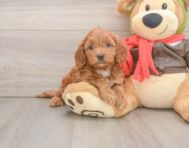 7 week old Mini Goldendoodle Puppy For Sale - Lone Star Pups