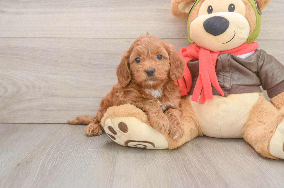 5 week old Mini Goldendoodle Puppy For Sale - Lone Star Pups