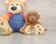 6 week old Mini Goldendoodle Puppy For Sale - Lone Star Pups