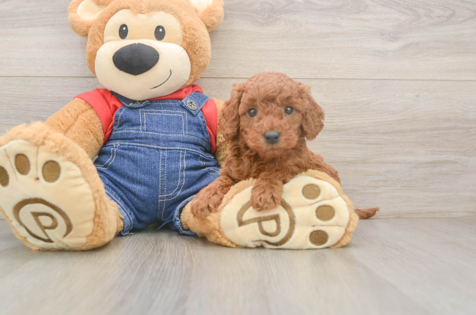 5 week old Mini Goldendoodle Puppy For Sale - Lone Star Pups