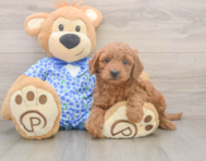 7 week old Mini Goldendoodle Puppy For Sale - Lone Star Pups
