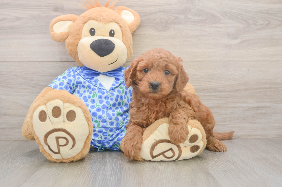 6 week old Mini Goldendoodle Puppy For Sale - Lone Star Pups