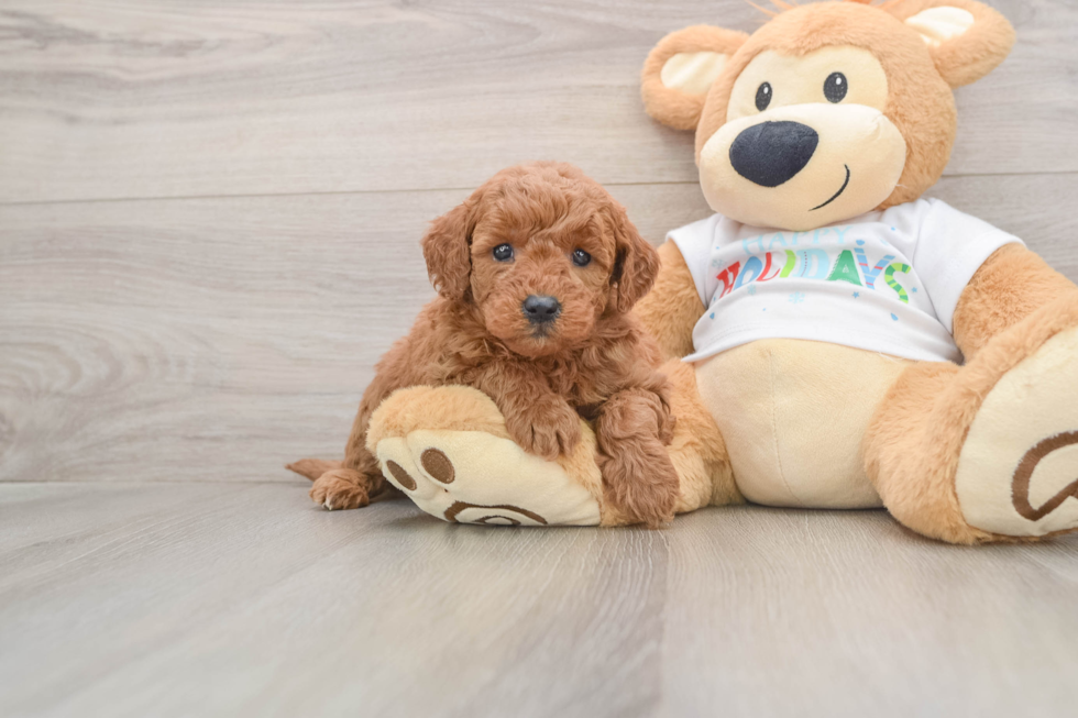 Mini Goldendoodle Puppy for Adoption