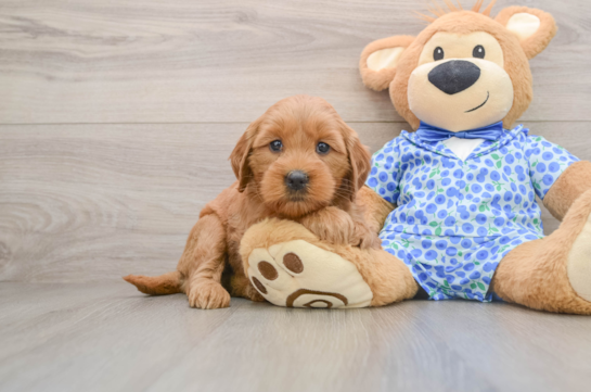Sweet Mini Goldendoodle Baby