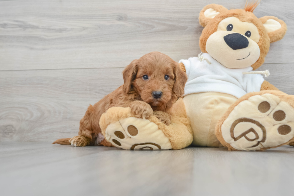 Playful Golden Retriever Poodle Mix Puppy
