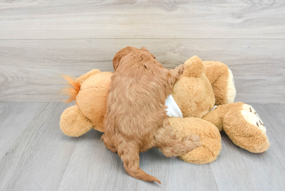 Best Mini Goldendoodle Baby