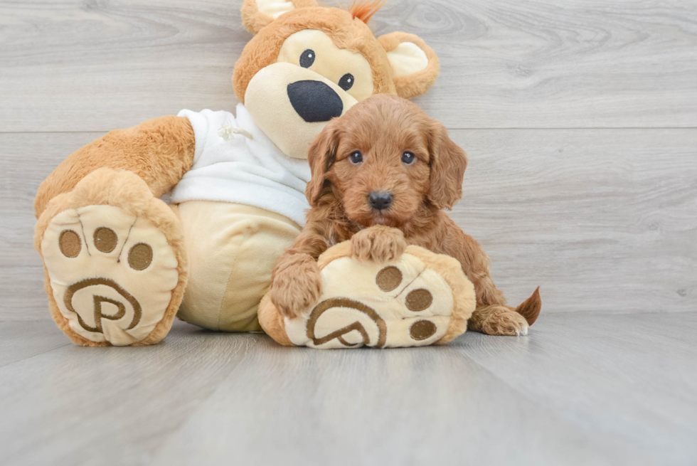 Mini Goldendoodle Pup Being Cute