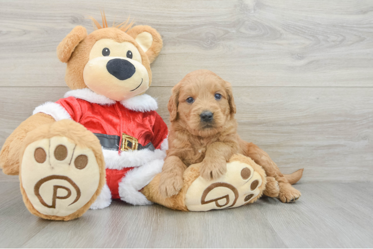 Hypoallergenic Mini Goldiepoo Poodle Mix Puppy