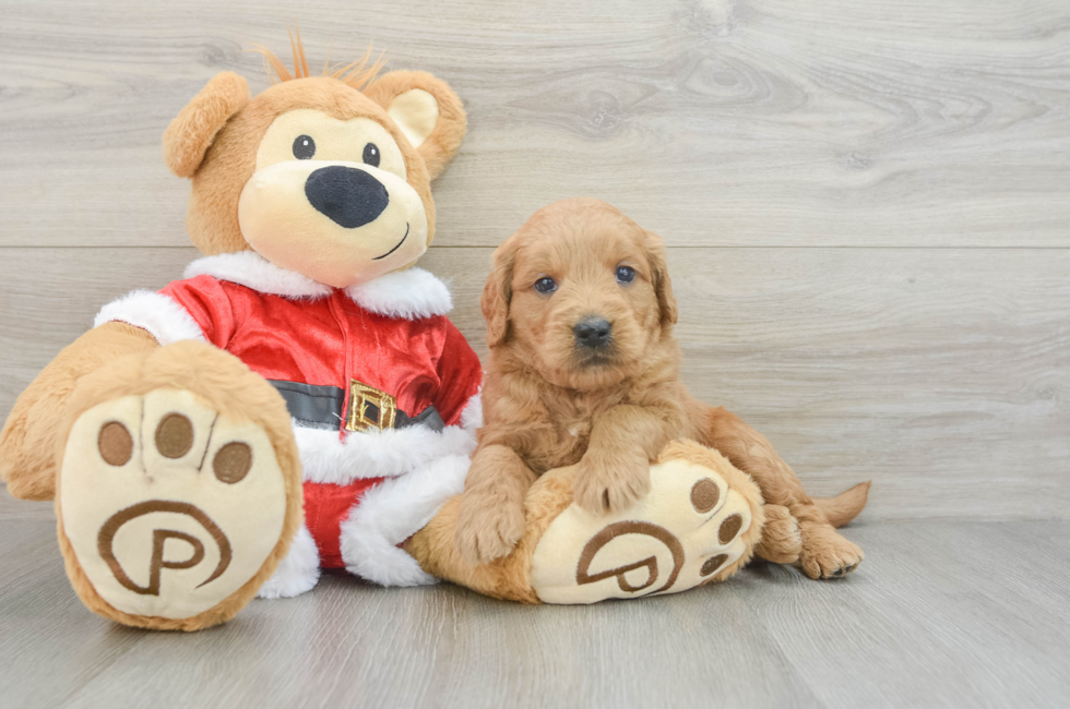 5 week old Mini Goldendoodle Puppy For Sale - Lone Star Pups