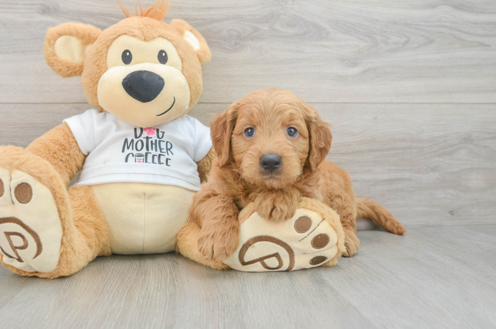 6 week old Mini Goldendoodle Puppy For Sale - Lone Star Pups