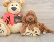 7 week old Mini Goldendoodle Puppy For Sale - Lone Star Pups