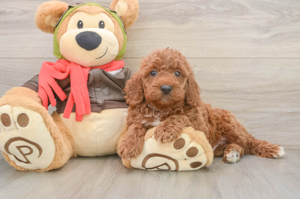 5 week old Mini Goldendoodle Puppy For Sale - Lone Star Pups