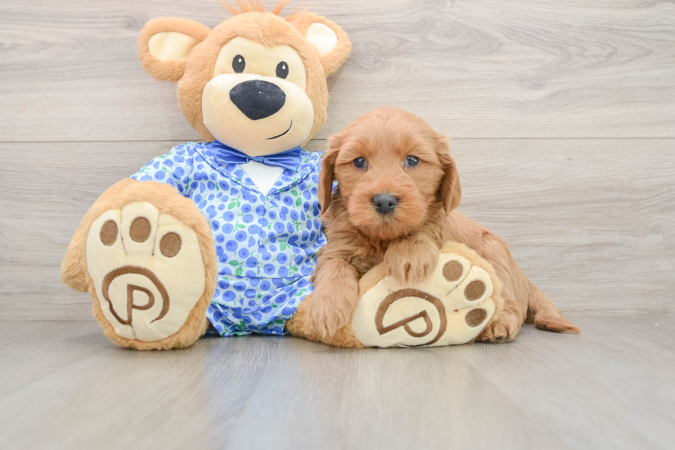 Mini Goldendoodle Puppy for Adoption