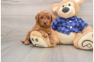 Mini Goldendoodle Puppy for Adoption
