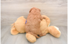 Mini Goldendoodle Pup Being Cute