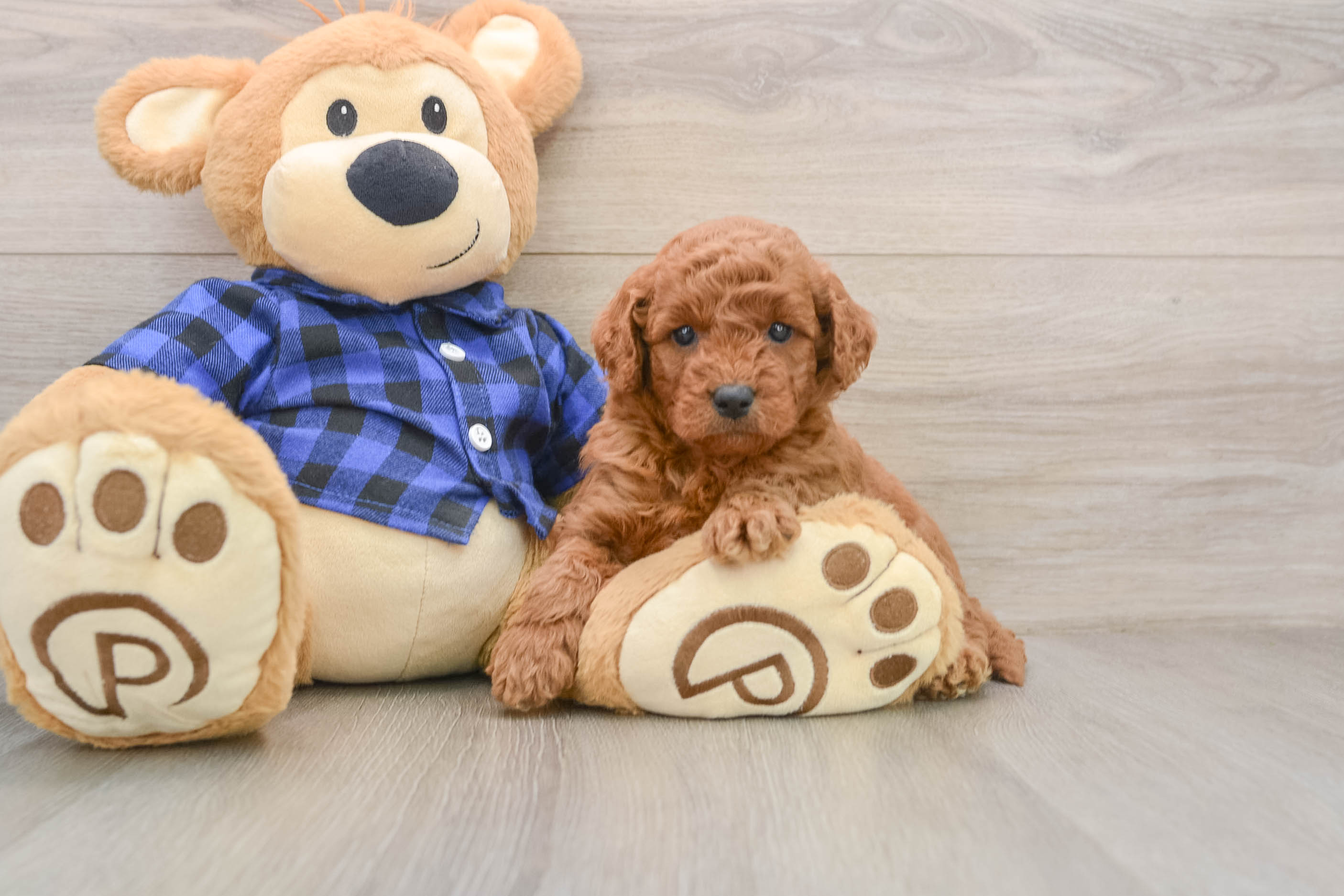 Mini Goldendoodle Puppy for Adoption