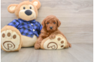 Mini Goldendoodle Puppy for Adoption