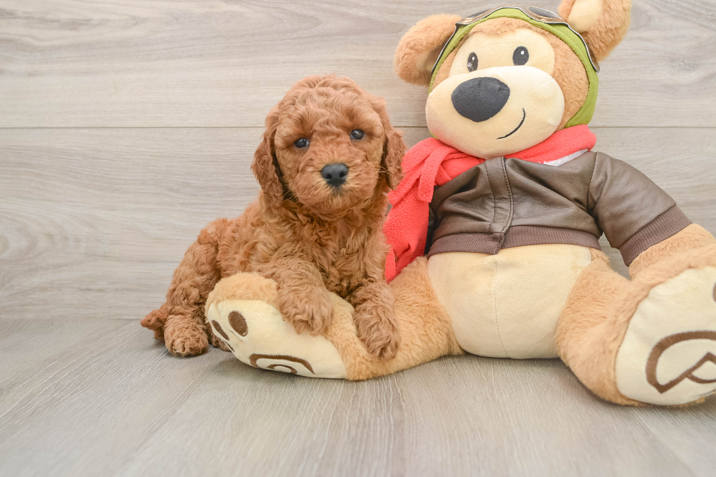 Smart Mini Goldendoodle Poodle Mix Pup