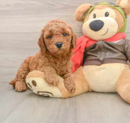 7 week old Mini Goldendoodle Puppy For Sale - Lone Star Pups