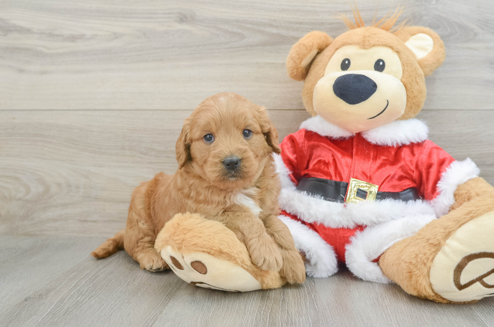 5 week old Mini Goldendoodle Puppy For Sale - Lone Star Pups