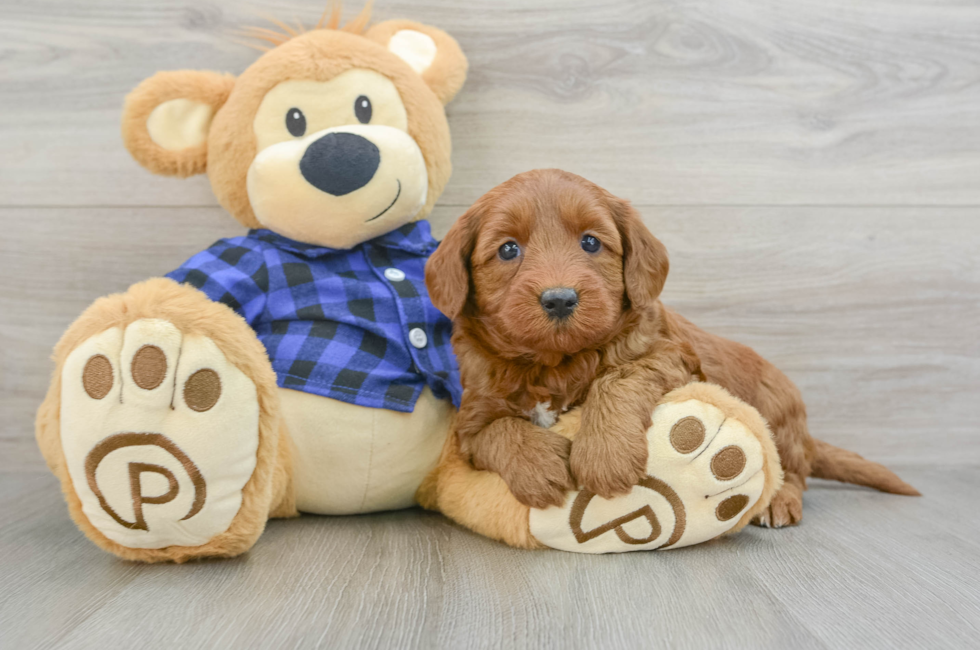 6 week old Mini Goldendoodle Puppy For Sale - Lone Star Pups