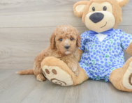 7 week old Mini Goldendoodle Puppy For Sale - Lone Star Pups