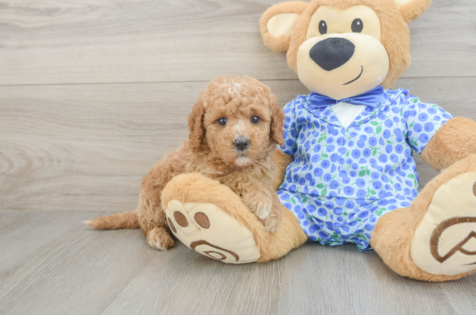 6 week old Mini Goldendoodle Puppy For Sale - Lone Star Pups