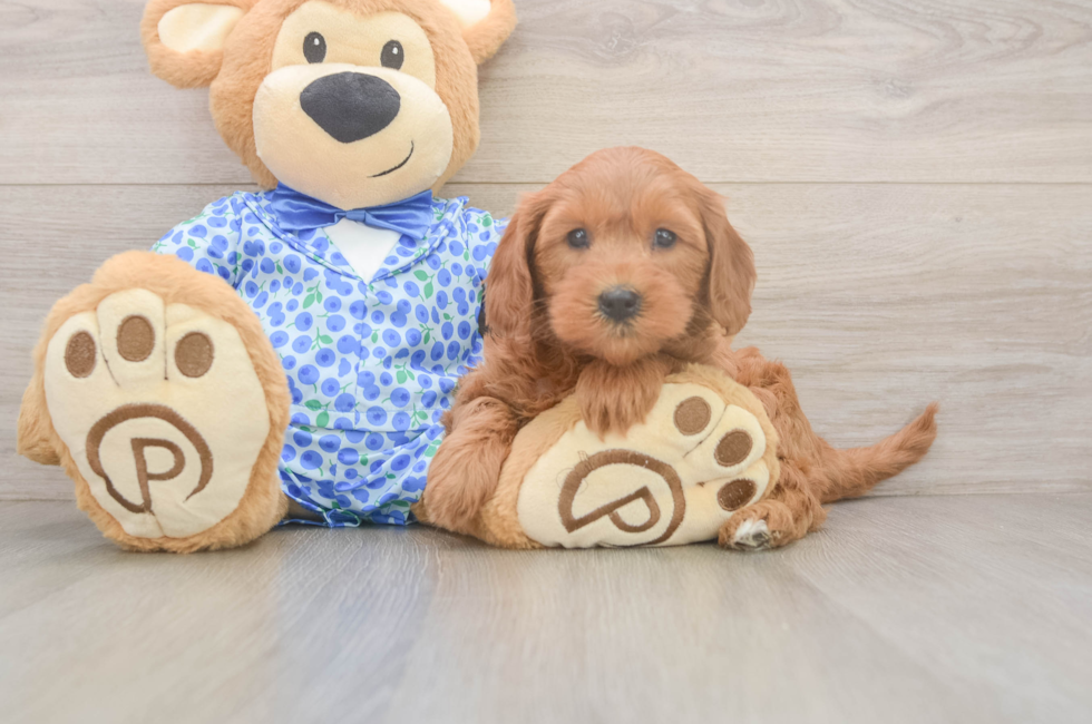 6 week old Mini Goldendoodle Puppy For Sale - Lone Star Pups