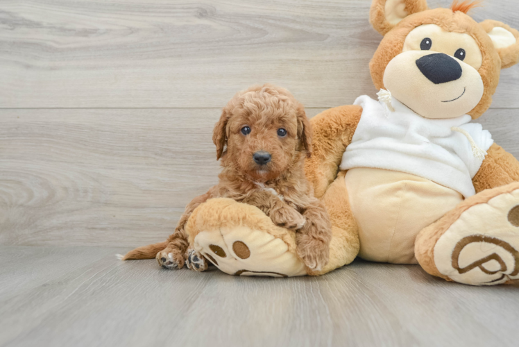 Adorable Golden Retriever Poodle Mix Poodle Mix Puppy