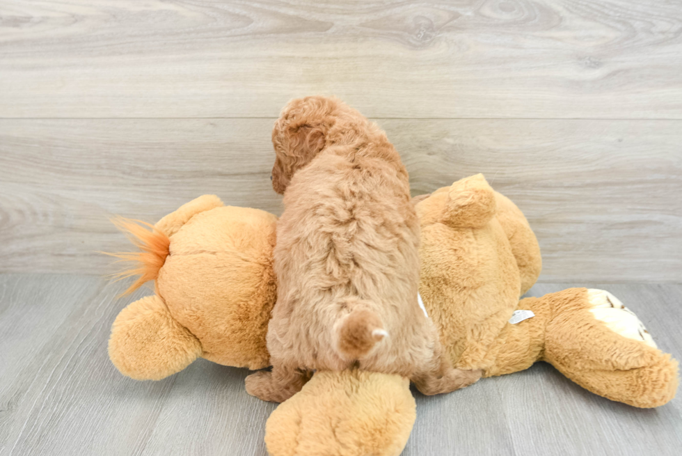 Little Mini Goldenpoo Poodle Mix Puppy