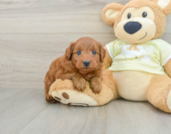 7 week old Mini Goldendoodle Puppy For Sale - Lone Star Pups
