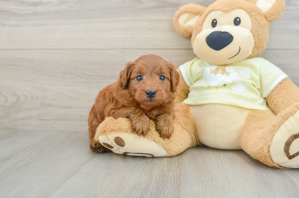 5 week old Mini Goldendoodle Puppy For Sale - Lone Star Pups