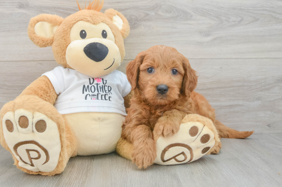 6 week old Mini Goldendoodle Puppy For Sale - Lone Star Pups
