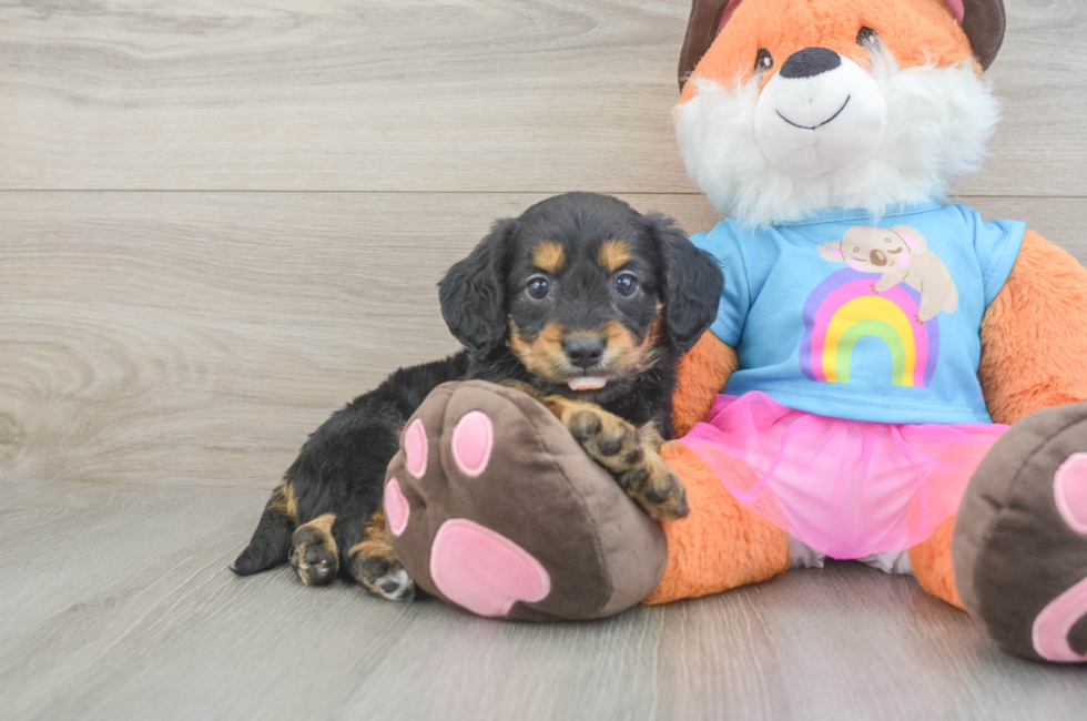 6 week old Mini Goldendoodle Puppy For Sale - Lone Star Pups