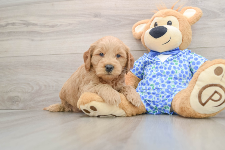 Mini Goldendoodle Pup Being Cute