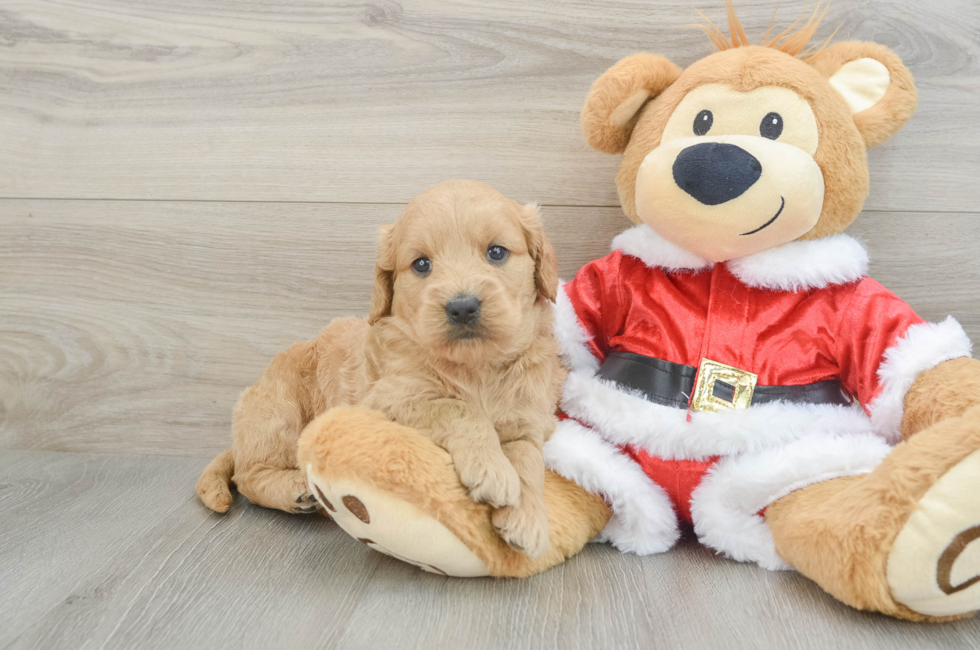 5 week old Mini Goldendoodle Puppy For Sale - Lone Star Pups