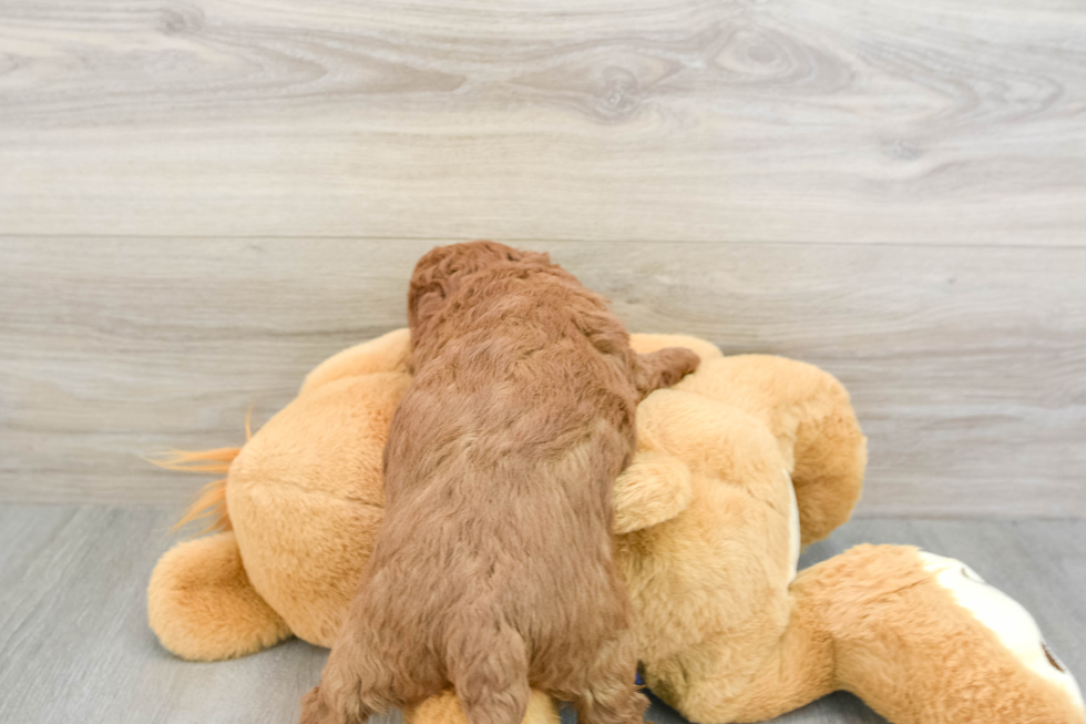 Cute Mini Goldendoodle Baby