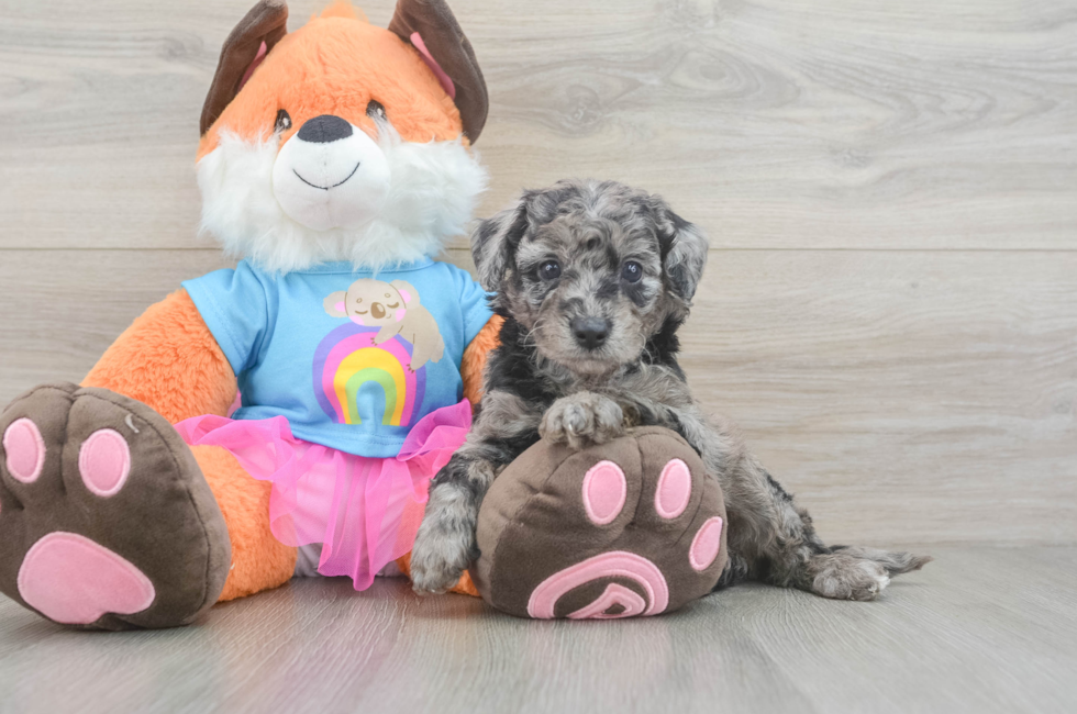 6 week old Mini Goldendoodle Puppy For Sale - Lone Star Pups
