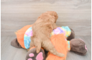 Funny Mini Goldendoodle Poodle Mix Pup