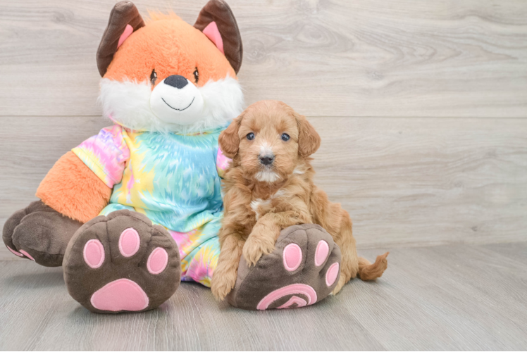Popular Mini Goldendoodle Poodle Mix Pup