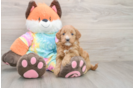 Popular Mini Goldendoodle Poodle Mix Pup