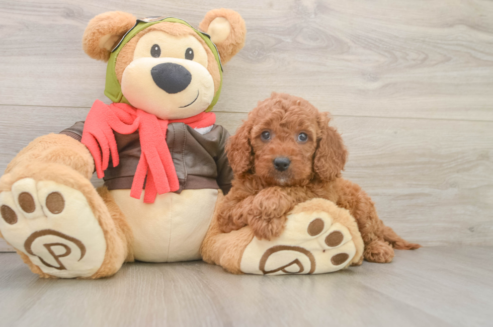 5 week old Mini Goldendoodle Puppy For Sale - Lone Star Pups
